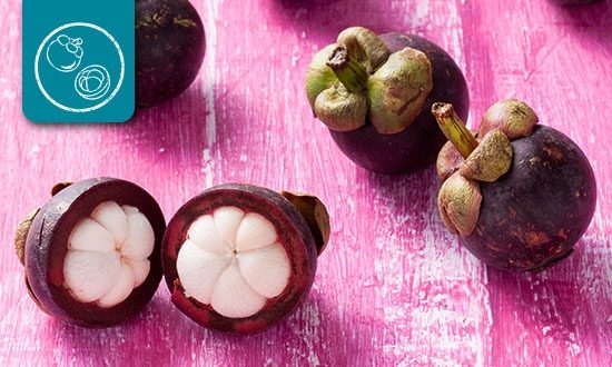 Discovered Mangosteen