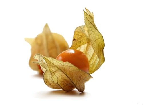Physalis from Yex